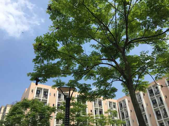 四川五月花技師學院畢業(yè)拿技師證書嗎,五月花畢業(yè)拿哪些證書